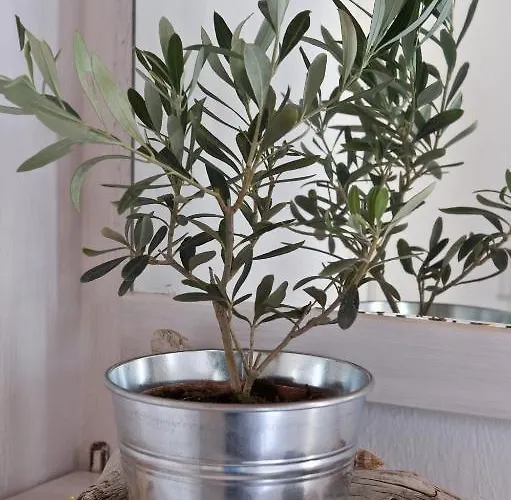 Gryparis' Club Appartement Mykonos Town